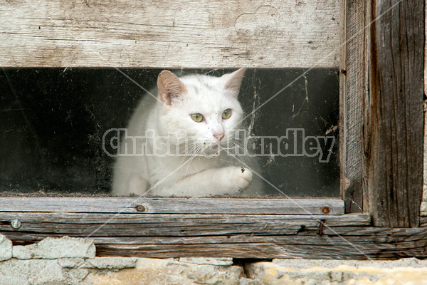 White barn cat in barn window