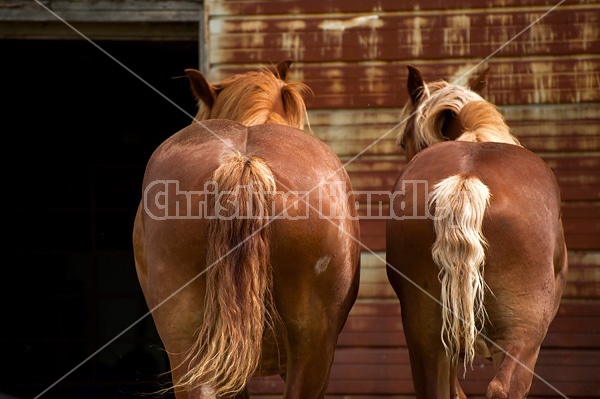 Two Belgian Draft Horse butts