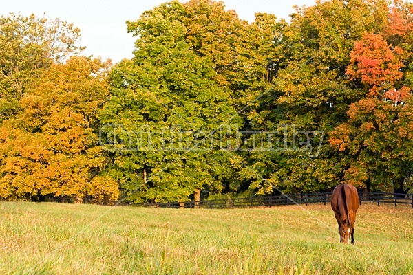 Horse grazing on autumn pasture