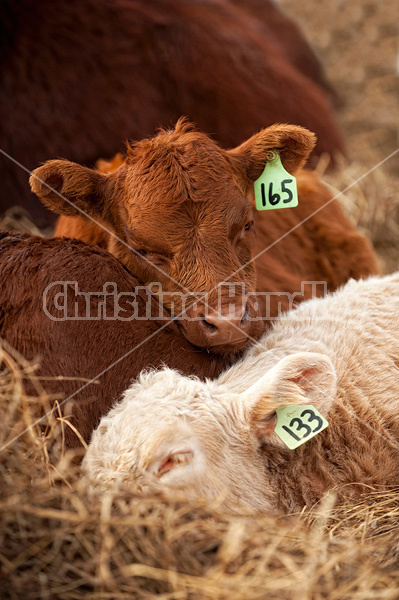 Baby beef calves sleeping in a bed of straw