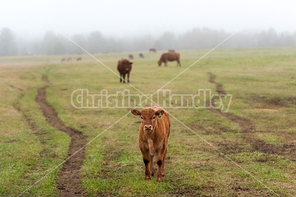 Young beef calf standing in a field