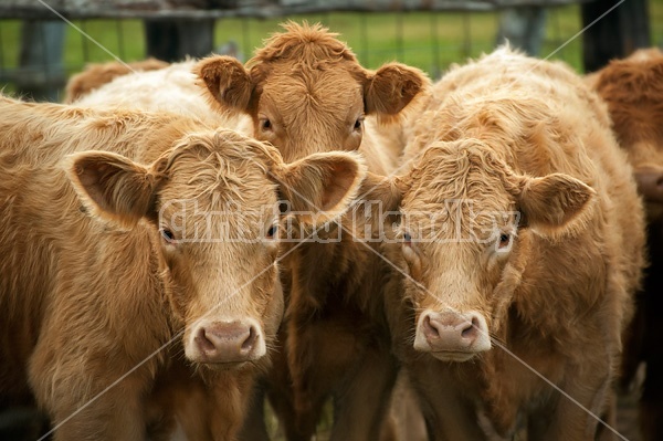 Three Charolais cross beef heifers