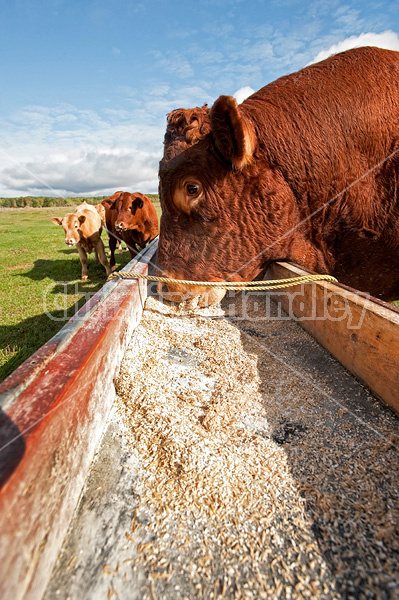Red Angus bull eating oats