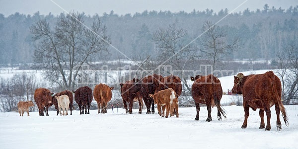 Herd of Cows