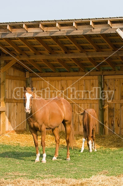 Quarter horse mare and foal