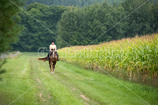 Young woman riding chestnut Thoroughbred horse.