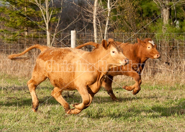 Yearling Charolais Beef Heifers Running, Bucking and Playing