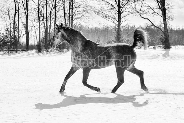 Hanoverian mare galloping through deep snow