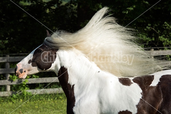 Gypsy horses