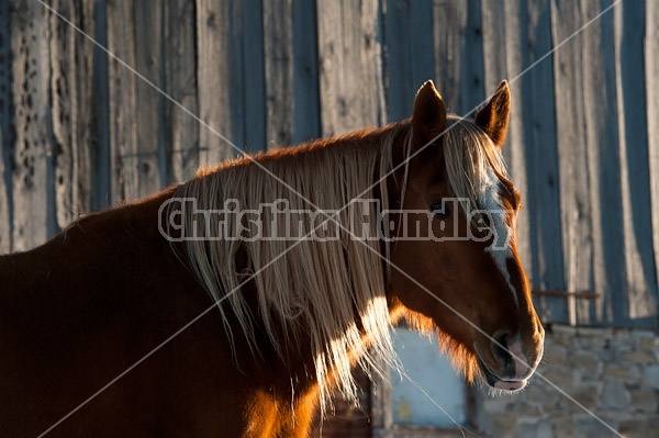 Chestnut horse standing in front of barn