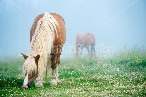 Belgian horses grazing on summer pasture