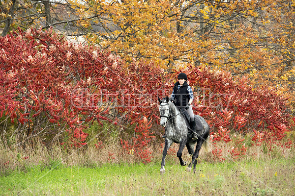 Young woman riding gray horse in the autumn colors