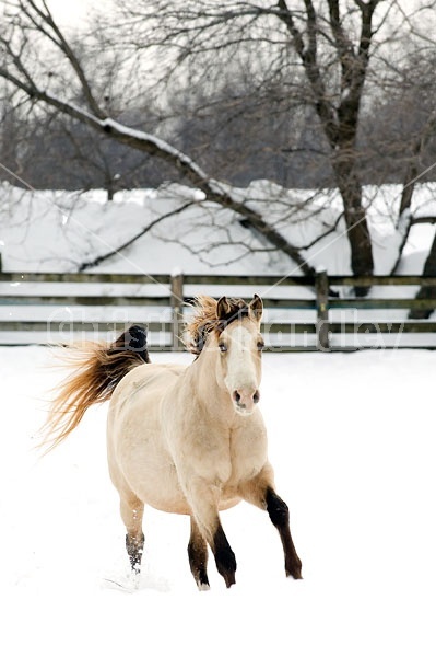 Rocky Mountain Horse Running in Deep Snow