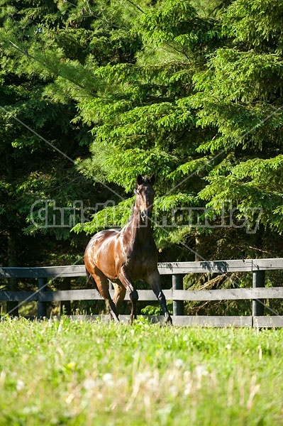 Bay Thoroughbred gelding