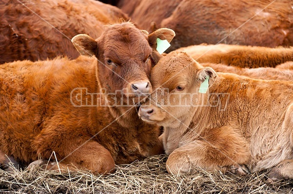 Herd of Beef Cattle