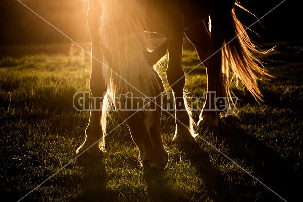 Horse grazing in early evening light