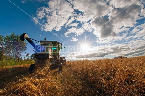 Harvesting a field of oats with a combine harvester
