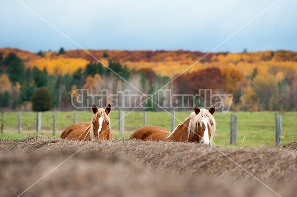 Two horses peaking over top of round bales of hay