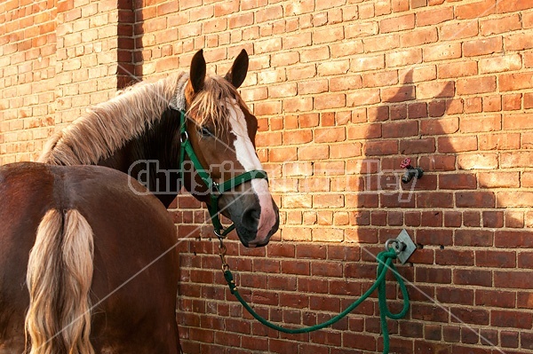 Belgian draft horse tied in wash rack at a fair