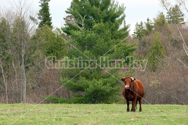 Beef Cow in Field