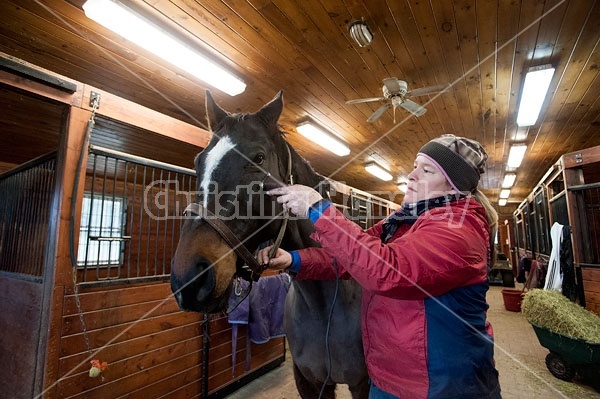 Woman clipping horse