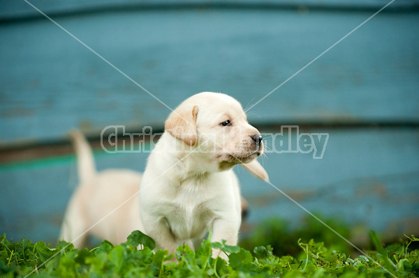 Golden Labrador puppies