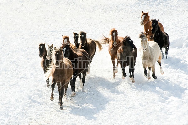 Herd of Rocky Mountain Horses Galloping in Snow