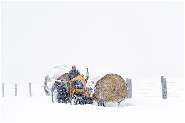 Farmer driving tractor carrying hay