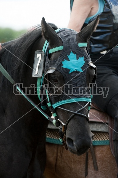 Quarter Horse Racing at Ajax Downs