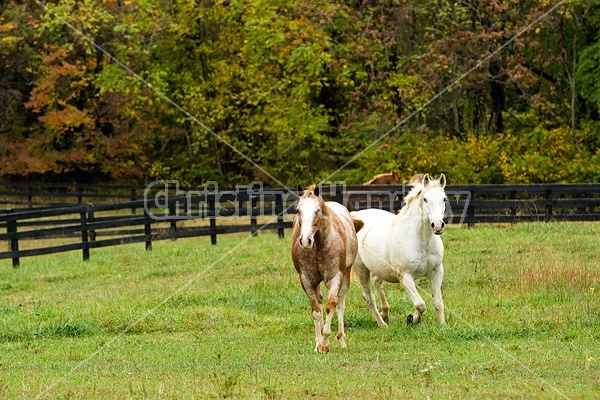 Horse on autumn pasture