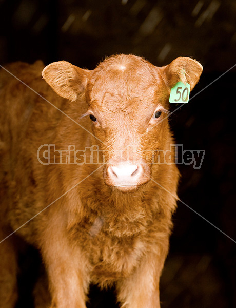 Baby beef calf standing in doorway