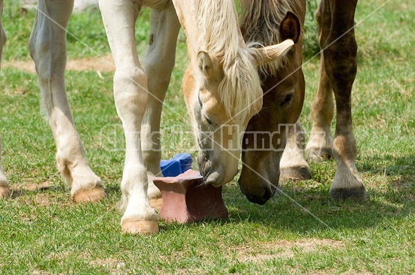Belgian foals licking salt block.