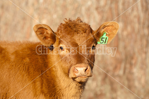 Curious beef calf