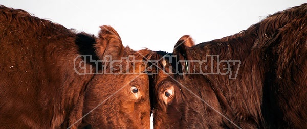 Two Cows Butting Heads
