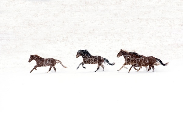 Herd of horses running through deep snow