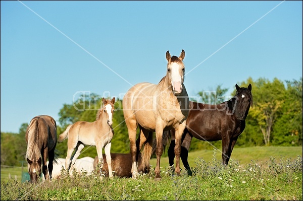 Rocky Mountain Horse