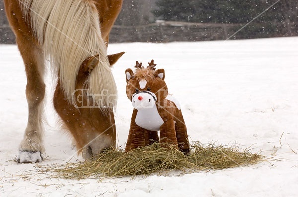 Belgian Draft horse sniffing stuffed pony