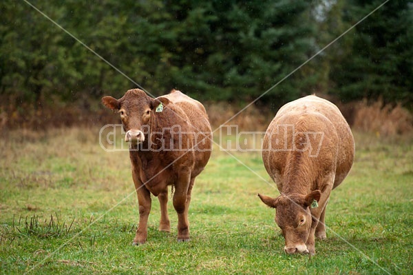 Beef Cows 