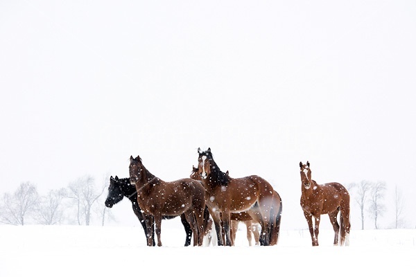 A herd of horses standing in a field during a snow storm