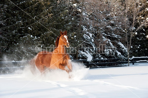 Thoroughbred chestnut horse galloping through the deep snow