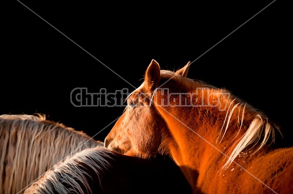 Belgian Horse Against Black Background