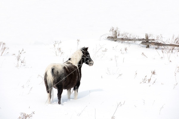 Pony standing in deep snow