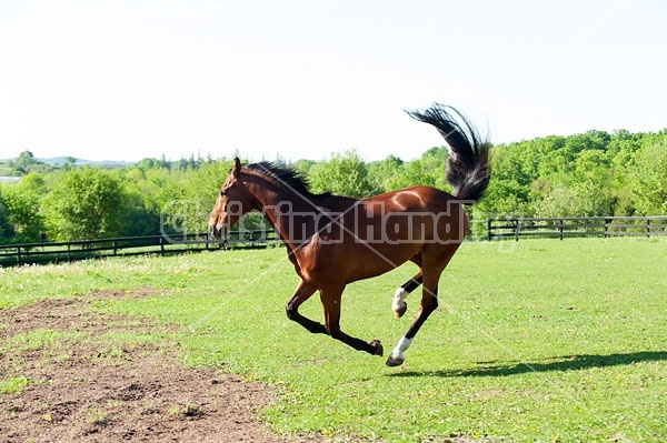 Dutch Warmblood and Thoroughbred cross gelding