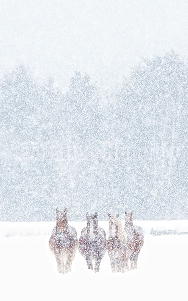 Photo of Belgian draft horses in the snow