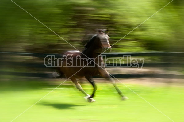 Thoroughbred gelding galloping around his paddock