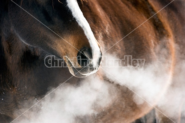 Dark bay horse standing outside in the winter on a cold day. Snorting cold breath