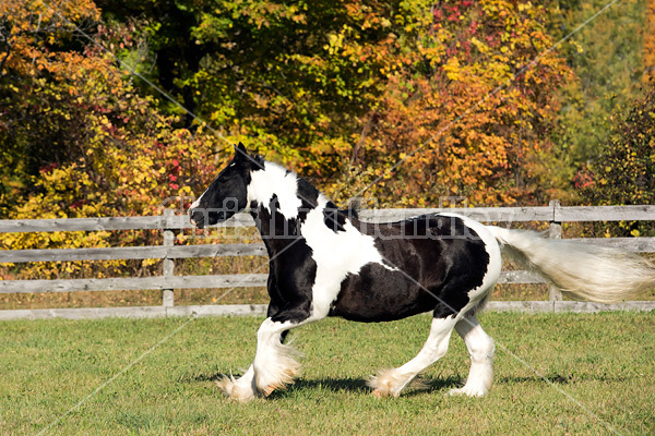 Gypsy Vanner horse