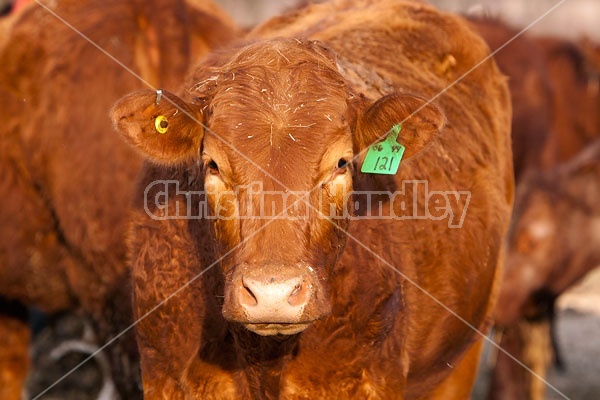 Beef Cow