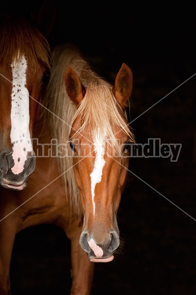 Horse portrait in barn door against natural black background