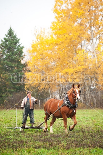 Man driving Belgian draft horse in the fall.